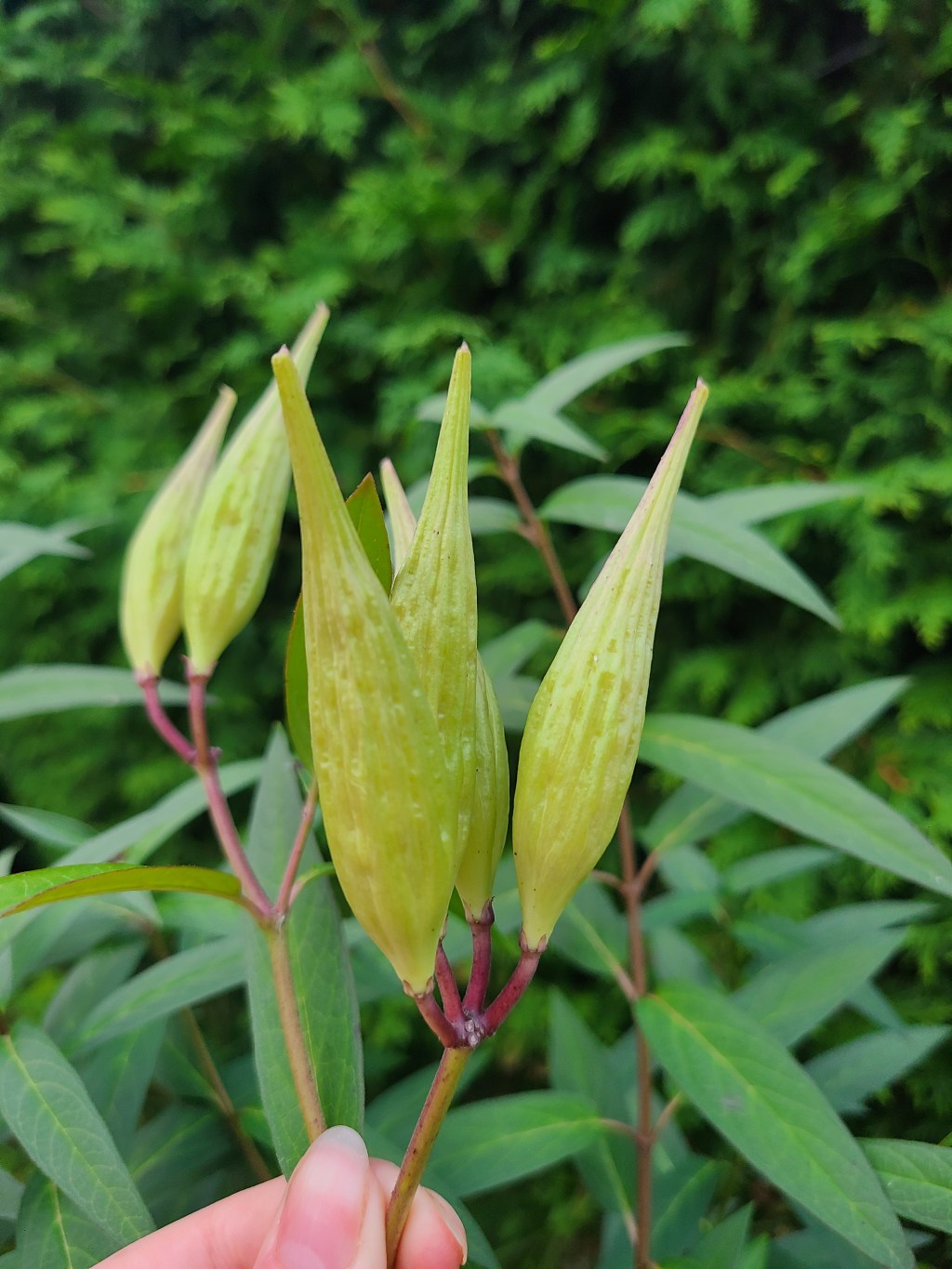STEP 2: IDENTIFY NATIVE&nbsp;PLANTS