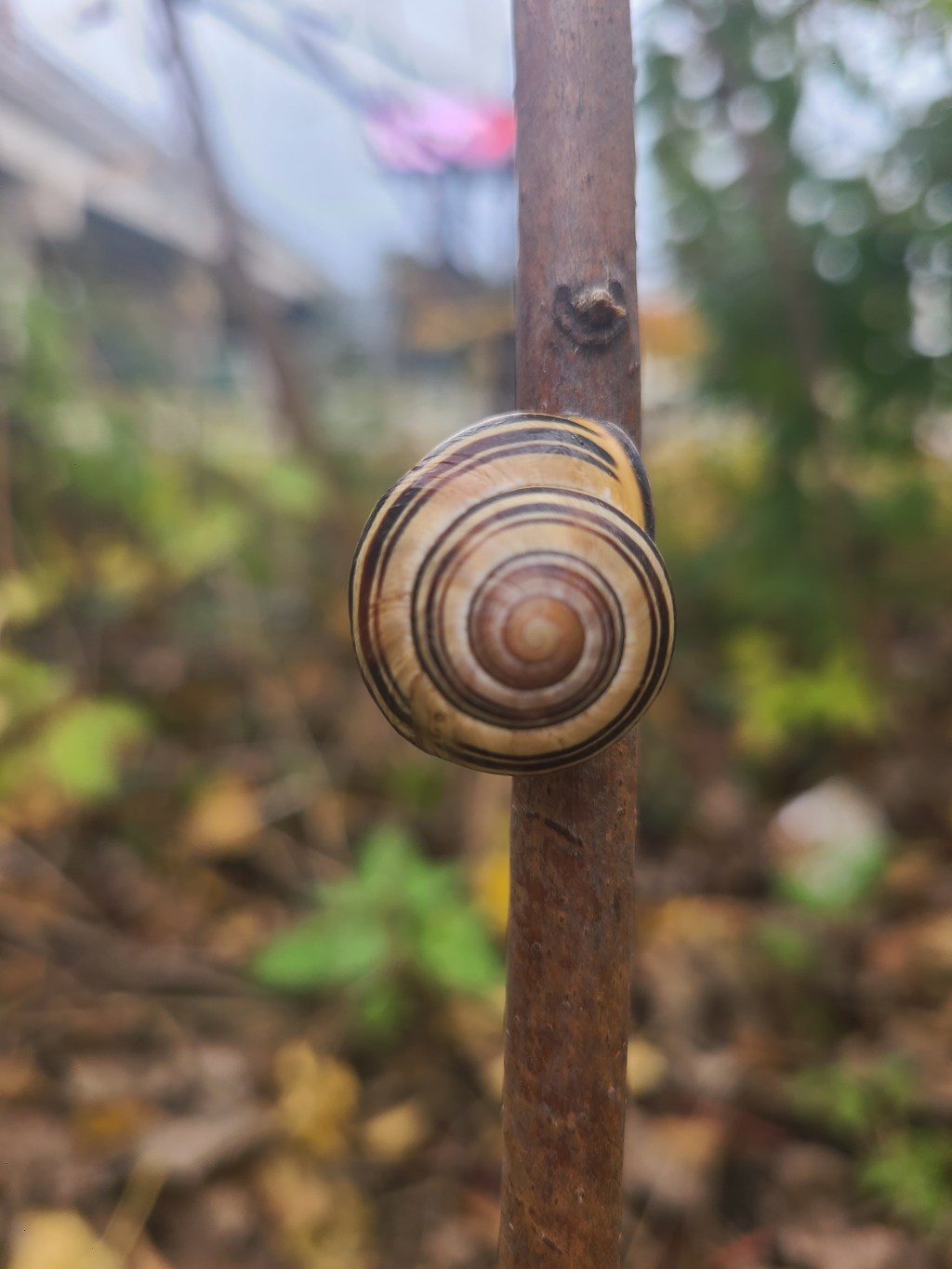 STEP 4: WHAT KIND OF WILDLIFE CAN I&nbsp;ATTRACT?